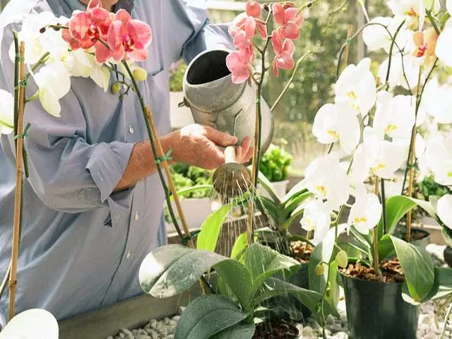 HƯỚNG DẪN CÁCH TƯỚI HOA LAN ĐÚNG CÁCH