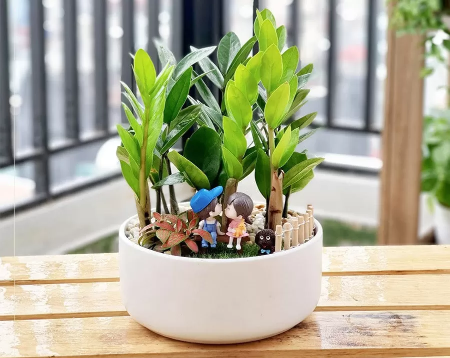 CÁCH ƯƠM CÂY KIM TIỀN ĐƠN GIẢN TẠI NHÀ